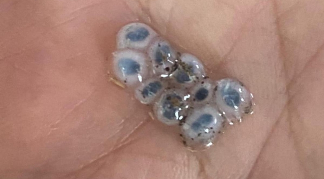 Kadirli'de Nazar Boncuğu Şeklinde Yağan Dolu Şaşkınlık Yarattı