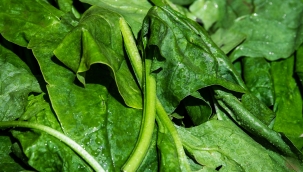 Osmaniye'de 25 Bin Ton Ispanak Rekolte Bekleniyor