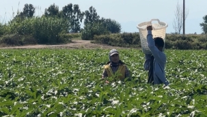 Bamya Hasatında Osmaniye Tùkiyede 4.Sırada