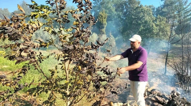 Düziçin'de Anız Yangını Ormana Sıçradı