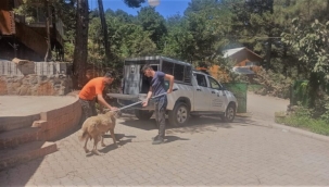 Osmaniye Belediyesinden Yaralı Sokak Hayvanlarına Tedavi