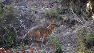 Osmaniye'de Yaralı Çakalı HAYTAP Kurtardı!