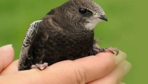 Osmaniye Ebabil Kuşunu Koruma Altına Aldı