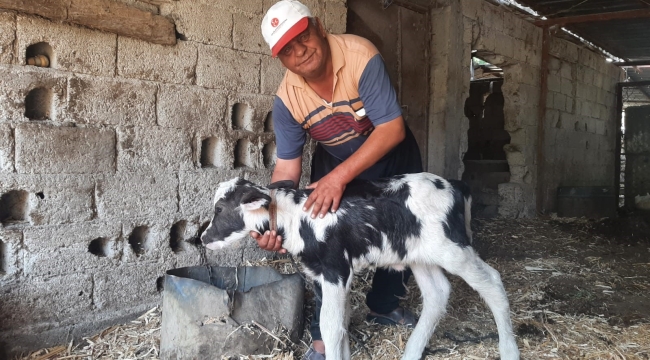 Siyah Beyaz Doğan Manda Yavrusu Köylüleri Şaşırttı!