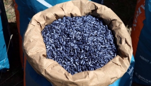 Osmaniye'de Çiftçilere 2825 Kilogram Ayçiçeği Tohumu Dağıtıldı!