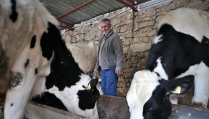 Osmaniye'de Deprem Mağduru Besiciye Devletten Yeni Umut: 5 İnek Hibe Edildi